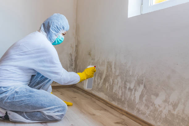 Licensed Commercial Mold Remediation service in Easton, MD - WQB Mold Removal